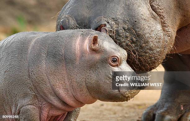 Five week old hippopotamus calf nicknamed 'Muddy' is watched carefully by her mother Primrose at her enclosure where she has trebled her weight to...