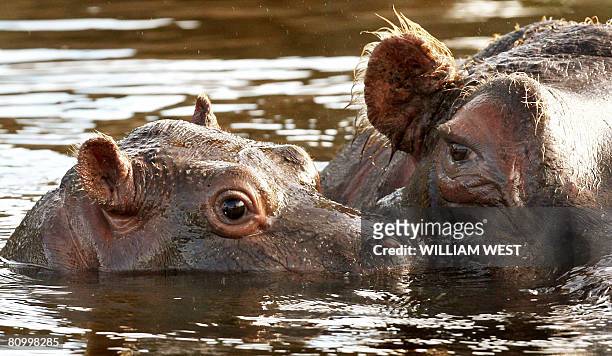 Five week old hippopotamus calf nicknamed 'Muddy' is watched carefully by her mother Primrose in her enclosure where she has trebled her weight to...