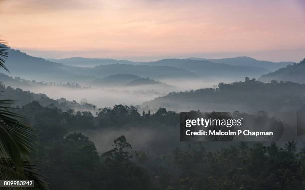 misty hills at sunrise near munnar, kerala, india - munnar photos et images de collection