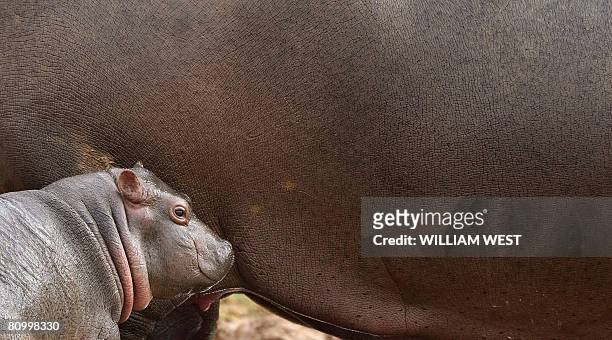 Five week old hippopotamus calf nicknamed 'Muddy' stands close to her mother Primrose in her enclosure where she has trebled her weight to 60kgs...