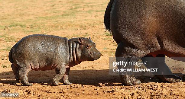 Five week old hippopotamus calf nicknamed 'Muddy' follows her mother Primrose in her enclosure where she has trebled her weight to 60kgs since her...