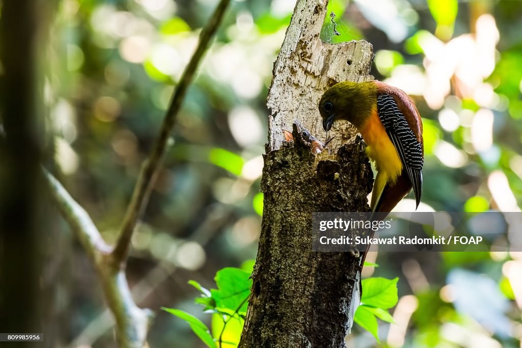 Bird perching on tree branch