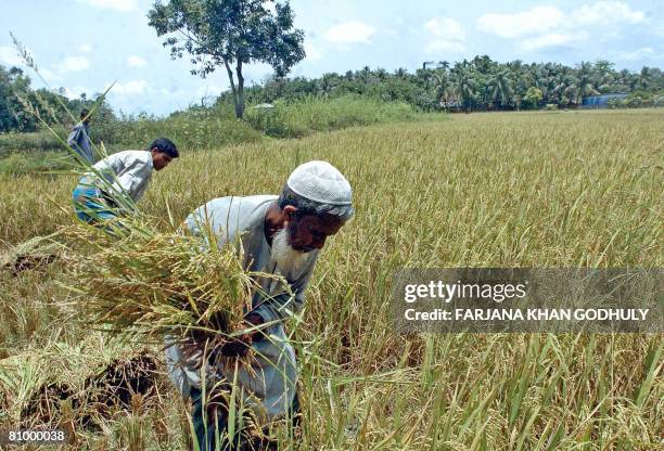 Bangladeshi farmers harvest rice in a field on the outskirts of Cox's Bazar on May 03, 2008. The head of the Asian Development Bank has called for an...