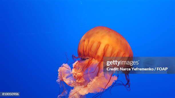 orange jellyfish swimming underwater - orange jellyfish stock pictures, royalty-free photos & images