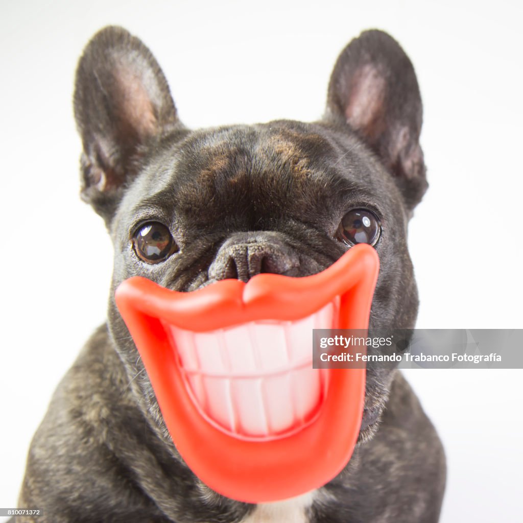 Mouth Dog Pets Dog And Smiles Dog With Smile And Open Mouth