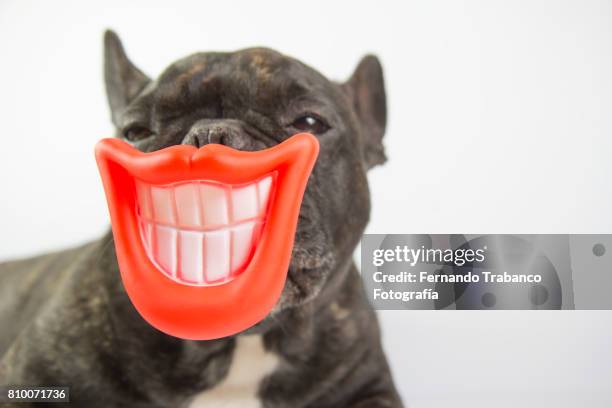 dog with smile and open mouth showing teeth - animal lips stock-fotos und bilder