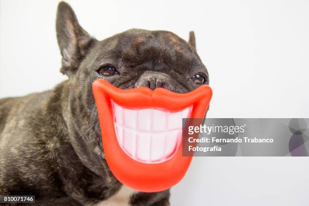 dog with smile and open mouth showing teeth - animal lips stock-fotos und bilder