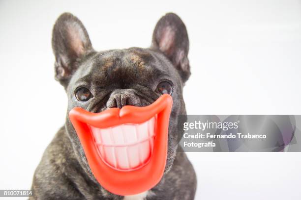 dog with smile and open mouth showing teeth - animal teeth fotografías e imágenes de stock