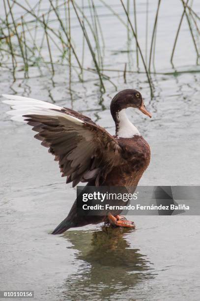 mallard drake - parpar fotografías e imágenes de stock