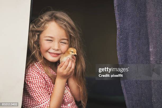 beautiful girl with baby chicken - baby chicken stock pictures, royalty-free photos & images