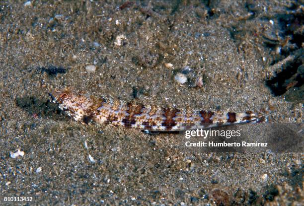bluestriped lizardfish. - lizardfish stock pictures, royalty-free photos & images