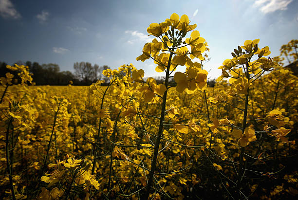 GBR: Rape Seed Starts To Bloom