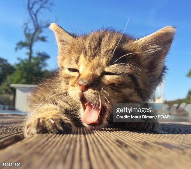 close-up of a sleepy kitten - iasi romania stock pictures, royalty-free photos & images
