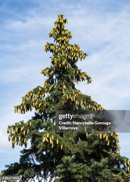 blue spruce young cones - nancybelle villarroya stock pictures, royalty-free photos & images