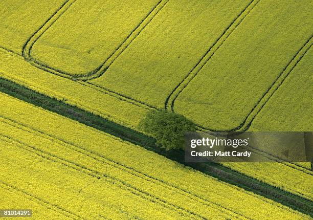 Rapre Tree 7,551 Rape Tree Stock Photos, High-Res Pictures, and Images - Getty Images