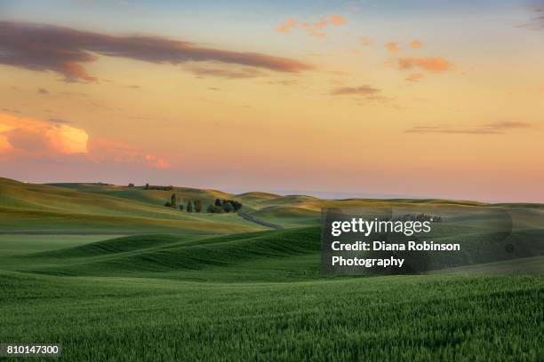 sunset over wheat fields near palouse, eastern washington state - eastern usa stockfoto's en -beelden