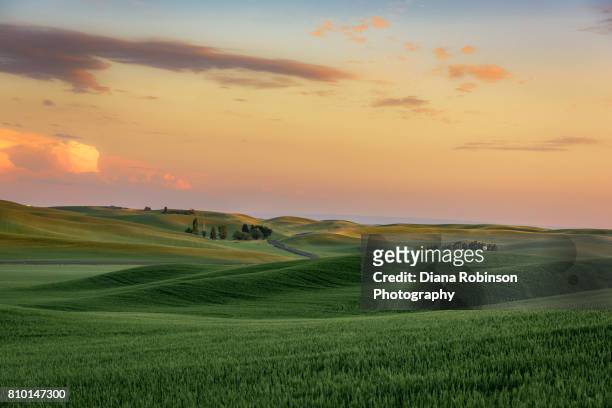 sunset over wheat fields near palouse, eastern washington state - rolling landscape stock pictures, royalty-free photos & images