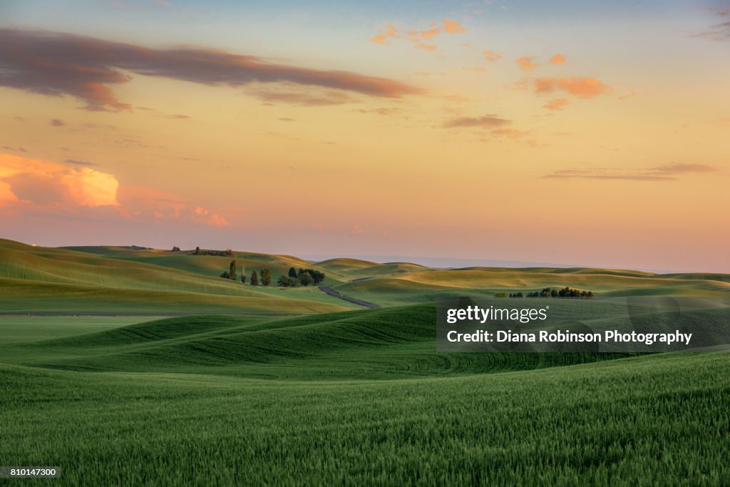 Sunset over wheat fields near Palouse, Eastern Washington State