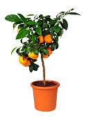 citrus standard tree