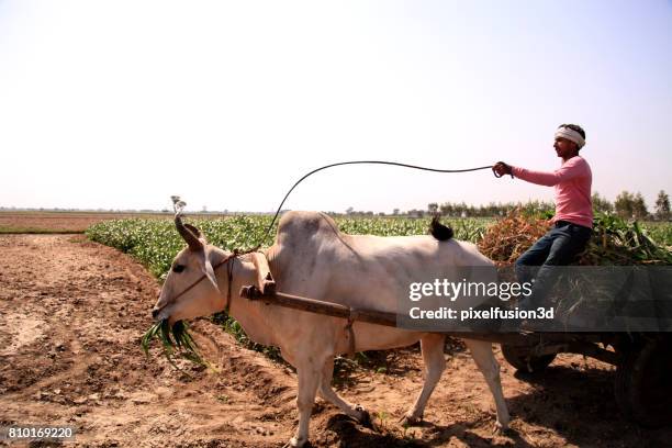 carro de boi do fazendeiro equitação - carroça - fotografias e filmes do acervo