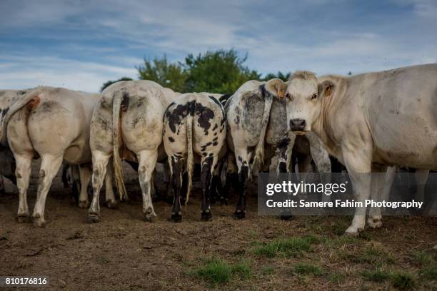 cows - buttocks stock pictures, royalty-free photos & images