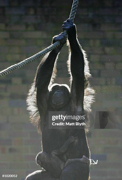 Sacha the Chimpanzee swings from a rope as she holds her male infant Sule for the first time in the Chimpanzee enclosure at Taronga Zoo on May 8,...