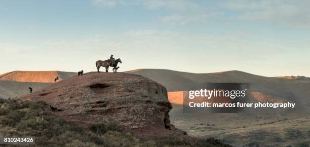 My 5 Dogs High-Res Stock Photo