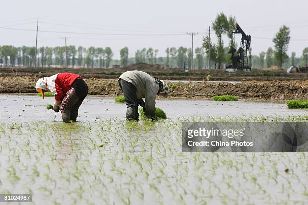 Farmers plant rice seedlings in a field May 8, 2008 in Songyuan of Jilin Province, China. According to Agriculture Minister Sun Zhengcai, China aims...