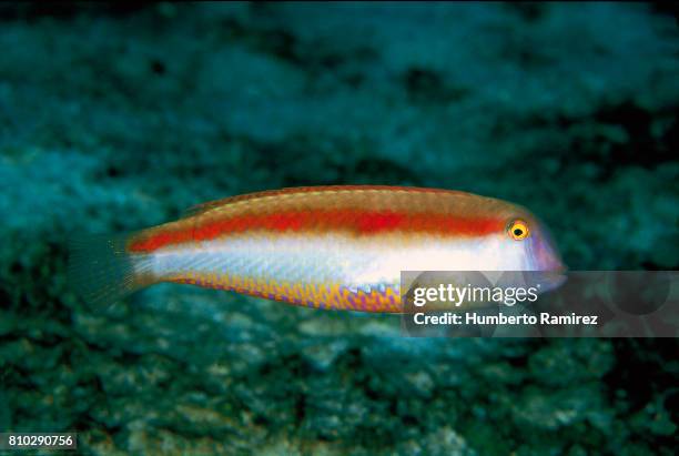 Baby Razorfish Razor Fish Photos and Premium High Res Pictures - Getty Images
