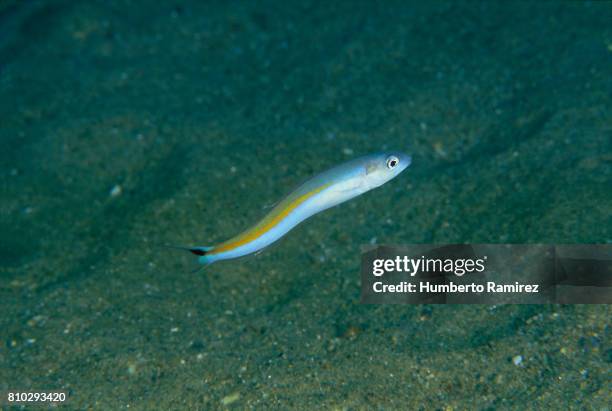 Tile Fish Photos and Premium High Res Pictures - Getty Images