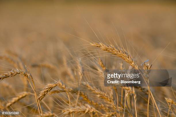 Hard red winter wheat stands in a field during harvest in Plainville, Kansas, U.S., on Wednesday, June 28, 2017. Spring wheat prices posted wide...