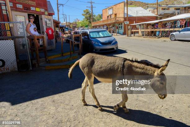 wild burros wondering in downtown oatman street  in arizona - oatman arizona stock pictures, royalty-free photos & images