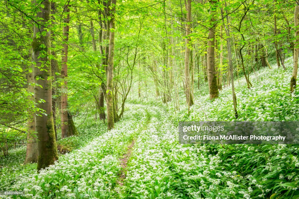 Spring Woodland : Wild Garlic Carpet