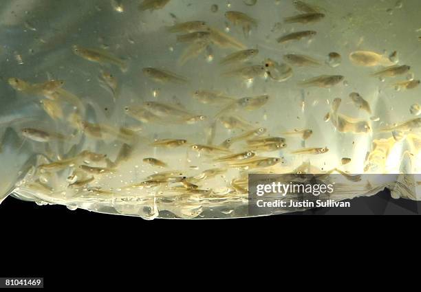 Gambusia affinis, better known as "Mosquito Fish," are seen in a bag before being released into a neglected pool infested with mosquitos at a...