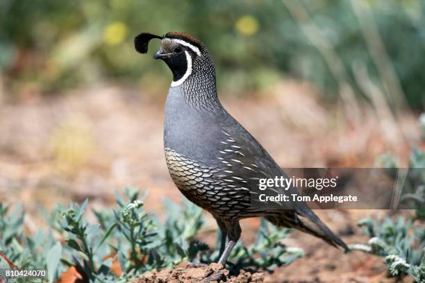 Normal Quail 60,039 Pics Of Quail Stock Photos, High-Res Pictures, and Images ...