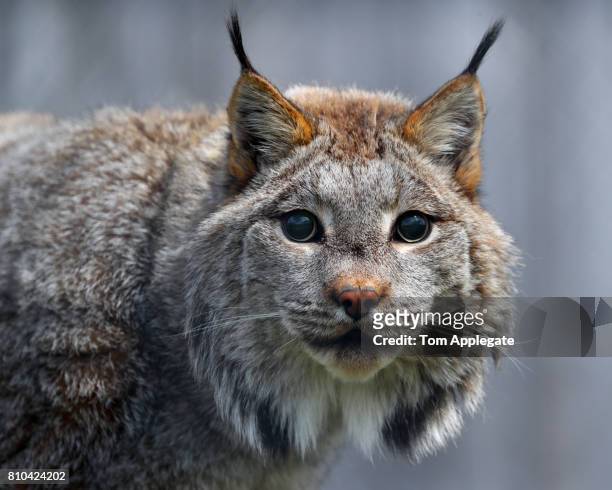 canadian lynx - lynx du canada photos et images de collection