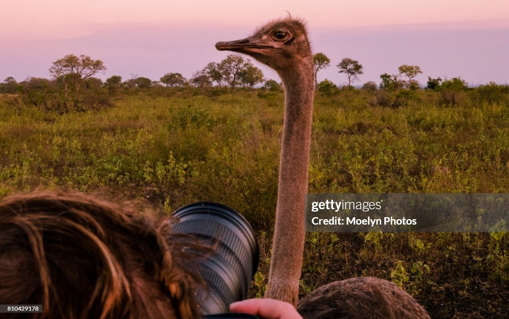 Photographing an Ostrich at Twilight