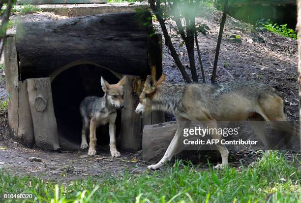 Mexican Wolf called Pearl is seen with one of her seven cubs born last April in the Zoo of Coyotes in Mexico City, on July 6, 2017. Seven Mexican cub...