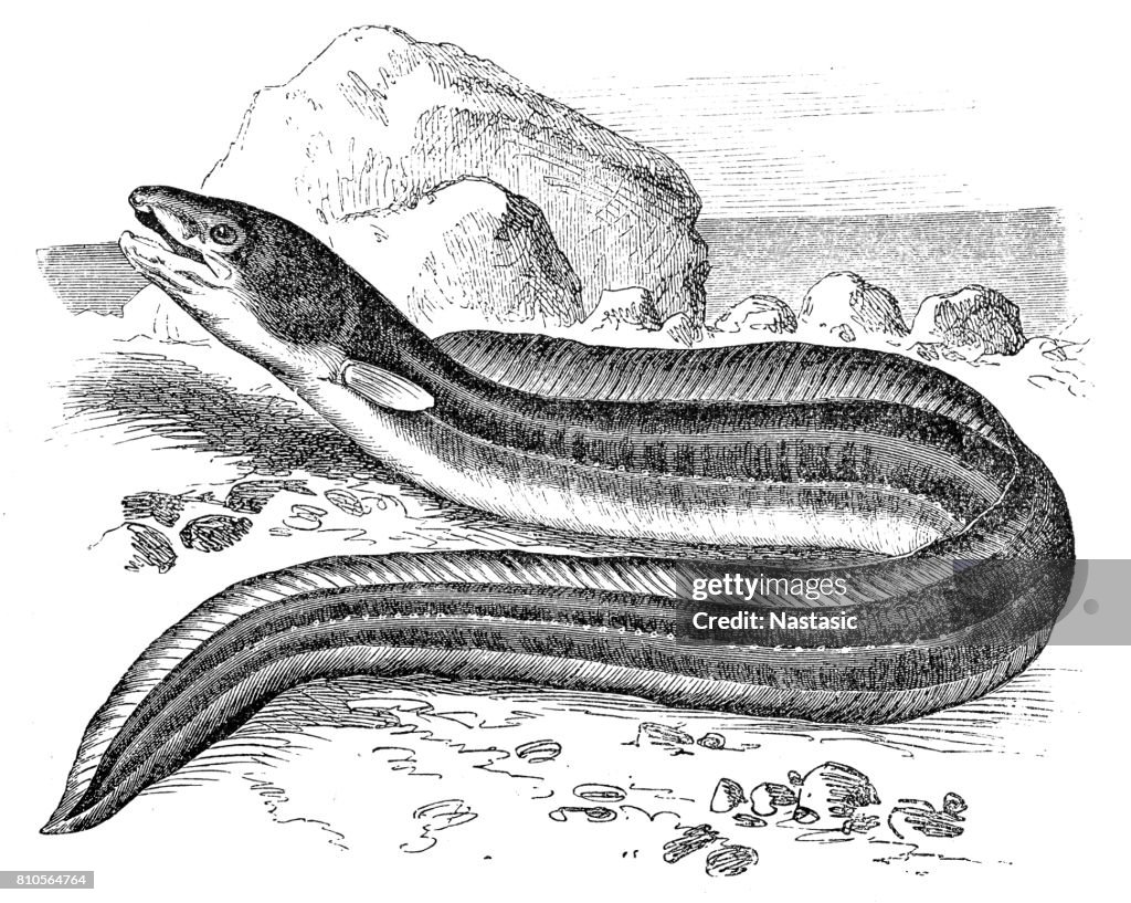 The European conger (Conger conger)
