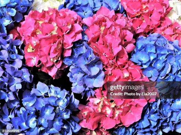 flower market in utrecht - blumenstrauss stock pictures, royalty-free photos & images