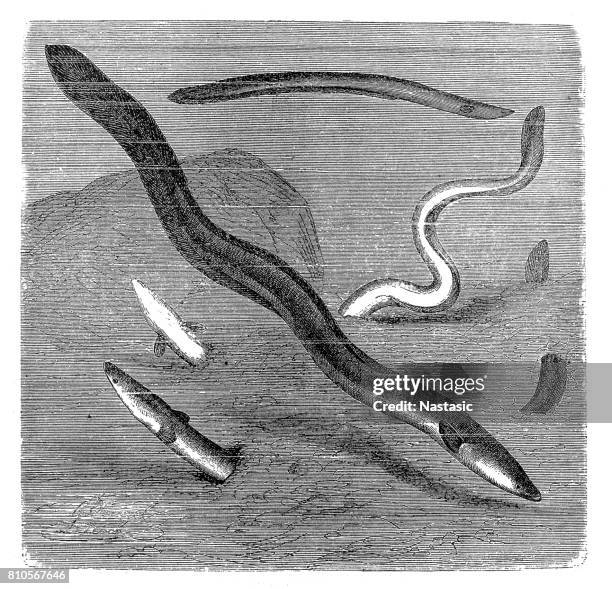 the european eel (anguilla anguilla) - european eel stock illustrations