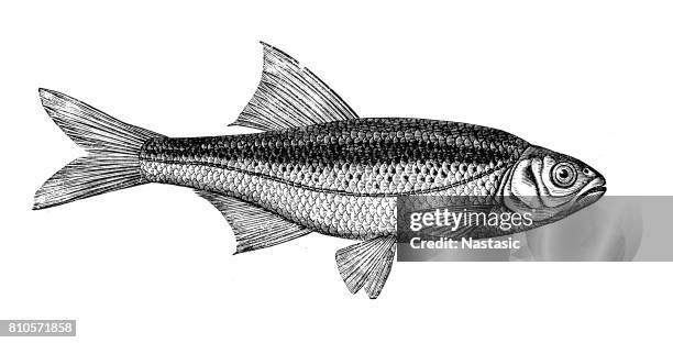 alburnoides bipunctatus, bekannt als der schneider, spirlin, kahl, blättere elritze - fish painting stock-grafiken, -clipart, -cartoons und -symbole