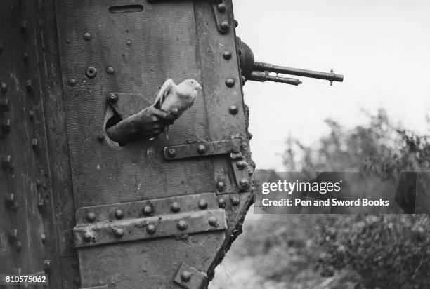 Soldier Letting a Carrier Bird Go.