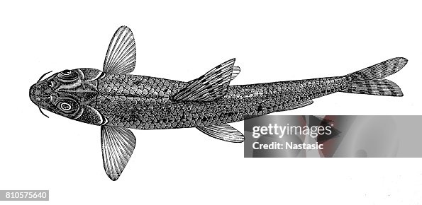 鮈魚 (fluviatilis) 鮈魚 (fluviatilis)