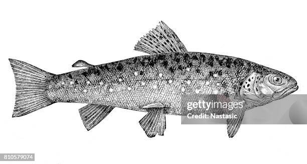 bildbanksillustrationer, clip art samt tecknat material och ikoner med öring (salmo trutta morpha fario), salmo fario - engraving