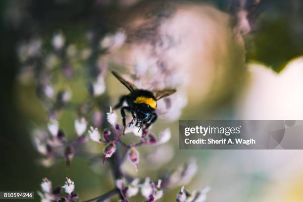 bee on a flower - insektsmandibel bildbanksfoton och bilder