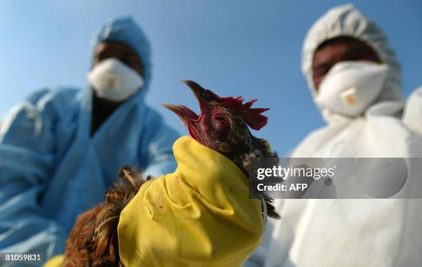 An Indian health team holds a rooster during a cull after an outbreak of bird flu at the village of Sukna, on the outskirts of Siliguri on May 12,...