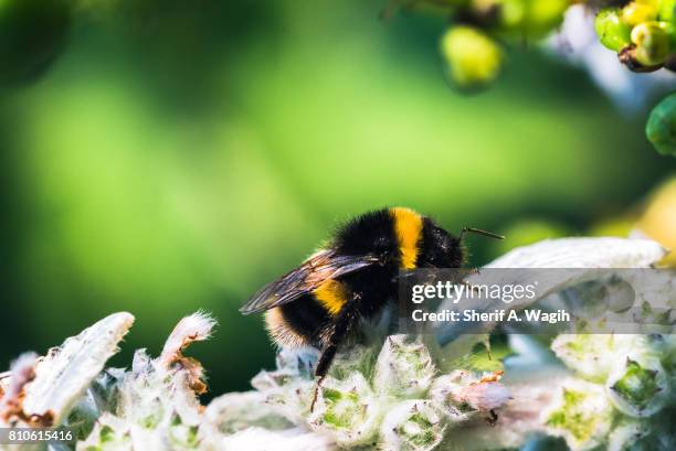 bee on a flower - insect mandible stock pictures, royalty-free photos & images