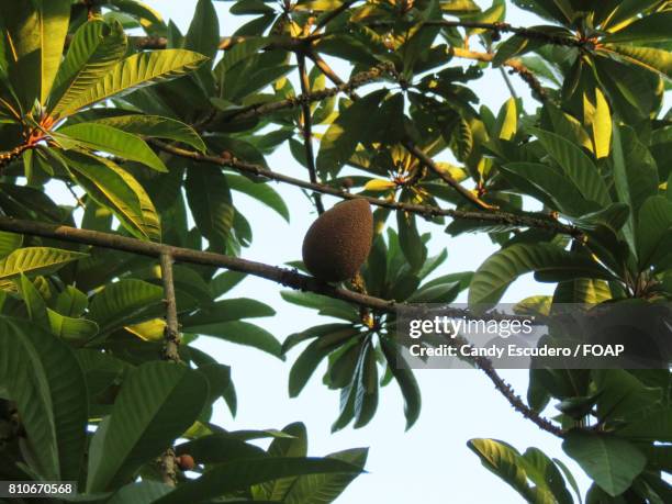 mamey tropical fruit on tree - chupachupa foto e immagini stock