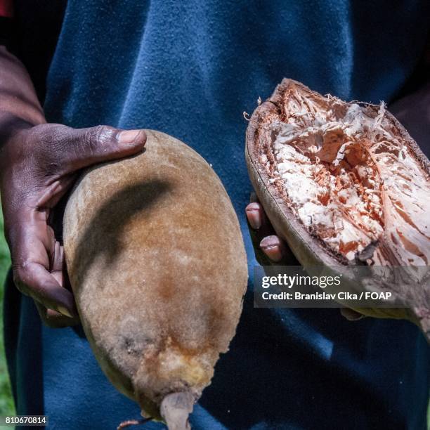 farmer holds baobab fruit - baobab fruit stock-fotos und bilder